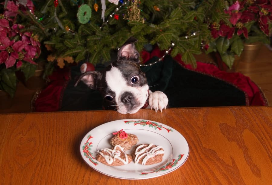 Christmas Dog Food Recipes and Holiday Treats for Your Dog